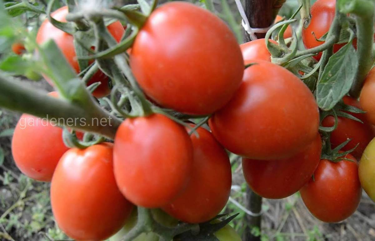 Сорт томата “Рио Гранде”