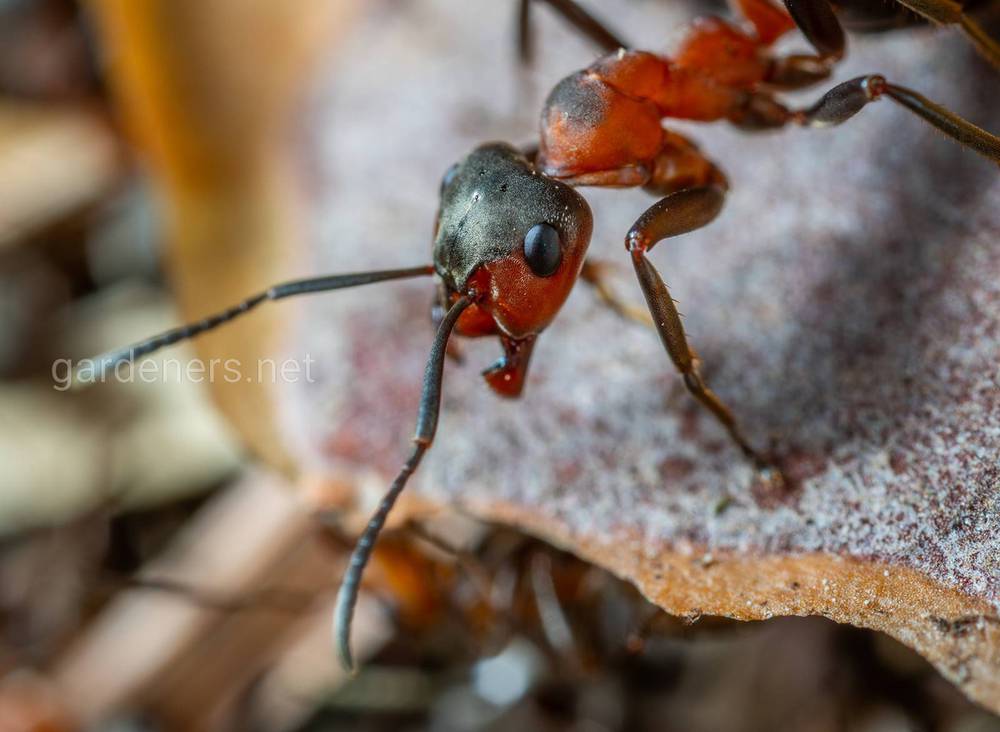 Народные средства против муравьев