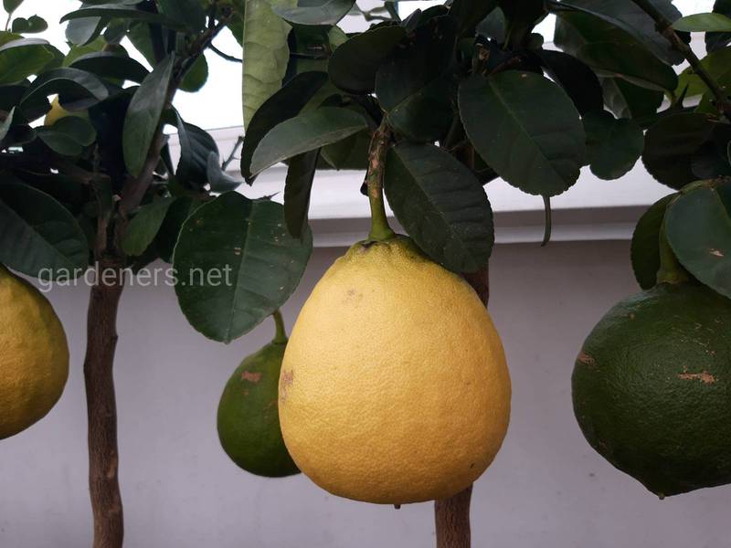 Как посадить и вырастить лимонное дерево?