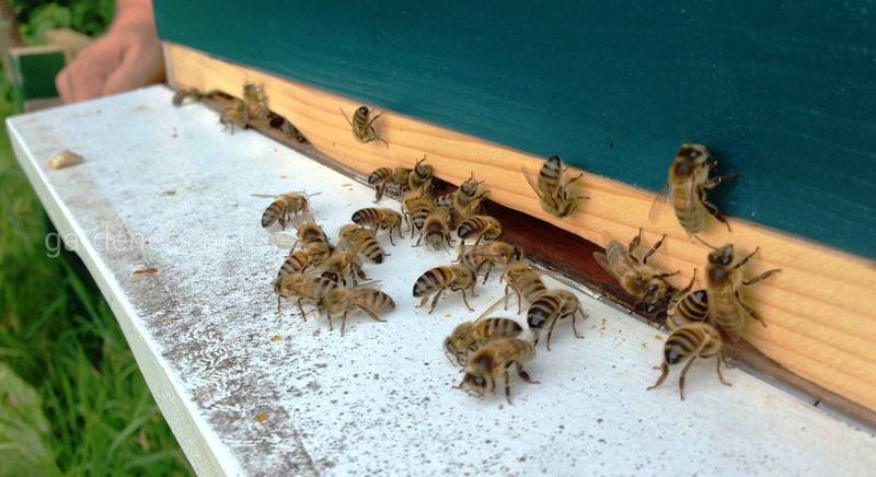 Как защитить пчел от варроа в зимнее время? Когда необходимо лечение?