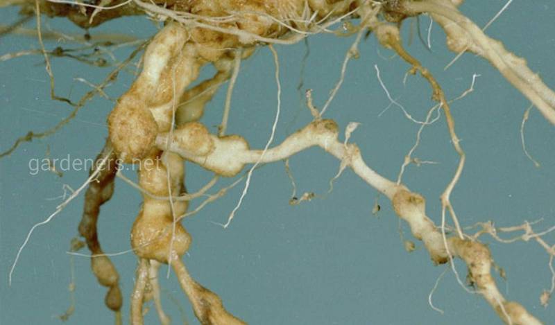 Как защитить овощные культуры от корневых клубеньков нематод?