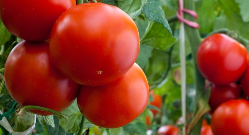 ТОП 6 низькорослих ранніх червоних сортів томатів
