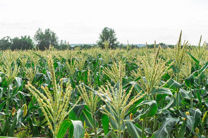 Як недостатня кількість поживних речовин впливає на розвиток кукурудзи?