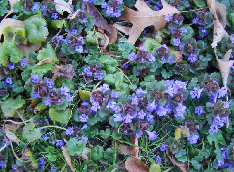 Будра плющевидная