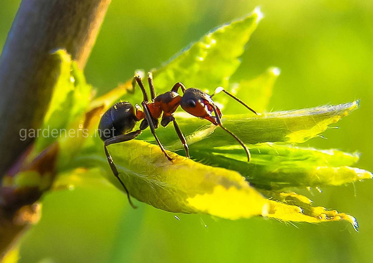 как бороться с муравьями