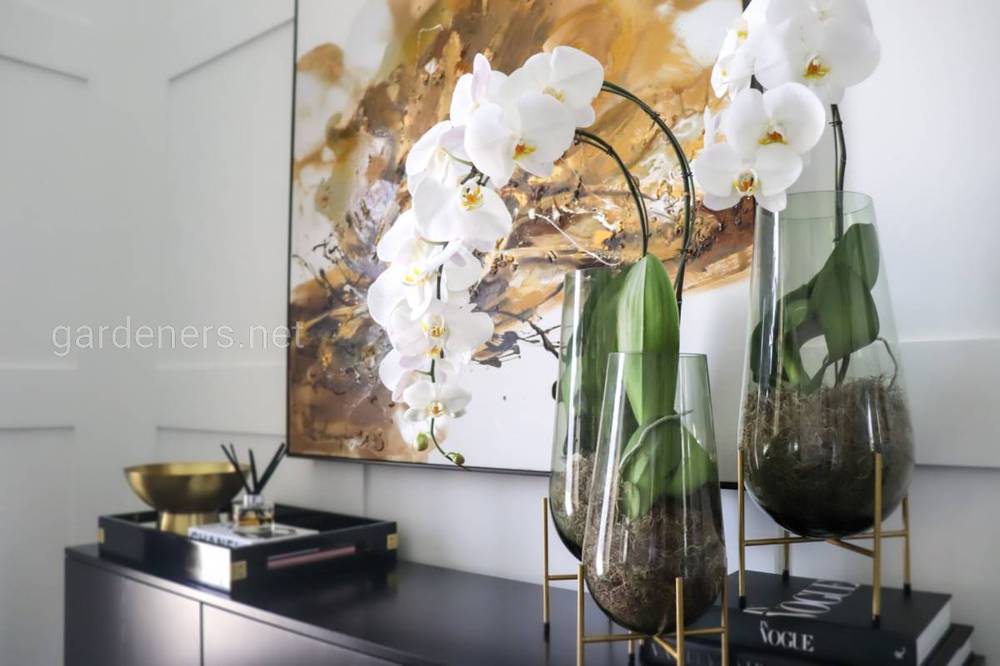 орхидеи в доме