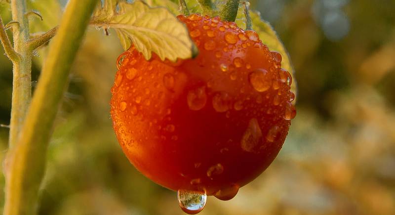 ТОП 6: высокоурожайные сорта томатов