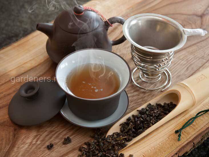 Чай, который содержит большое количество антиоксидантов