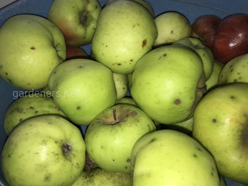 Як правильно зберігати яблука?