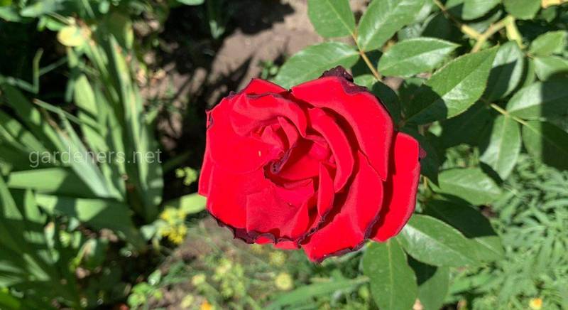 10 дивовижних фактів про троянди