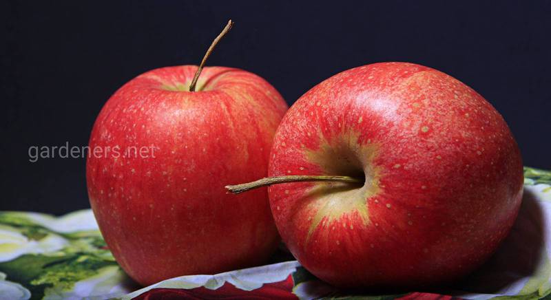 Как приготовить яблочный уксус в домашних условиях?