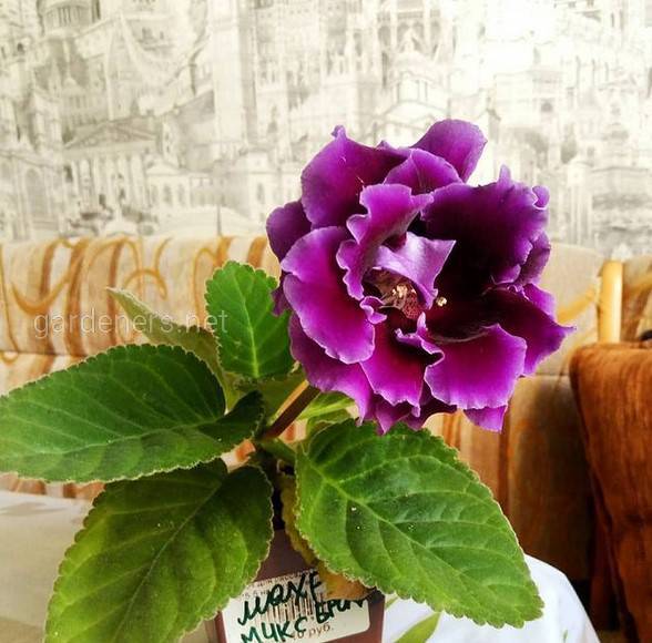 Gloxinia Brocade