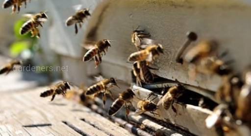Як обрати безпечні інсектициди та зберегти бджіл