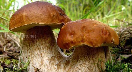 Гриби (Fungi)