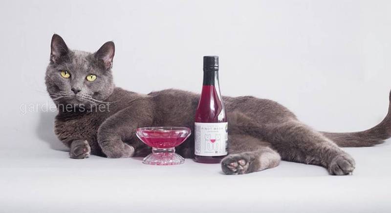 Вино для кошек
