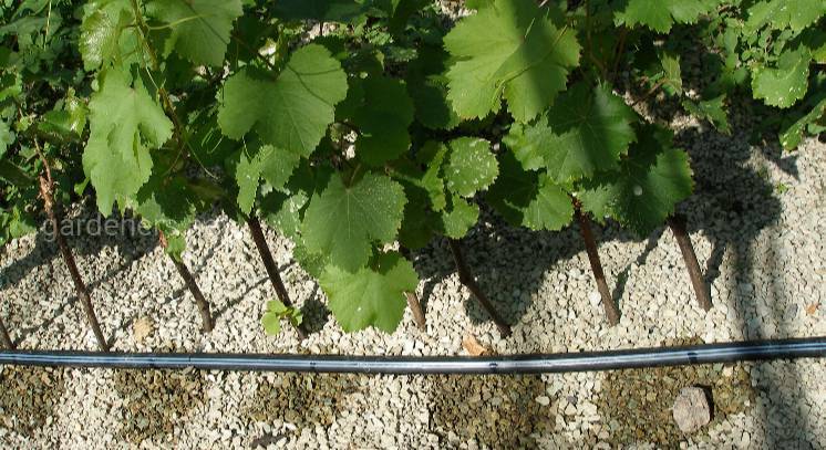 Контейнерна культура в виноградному розсадництві