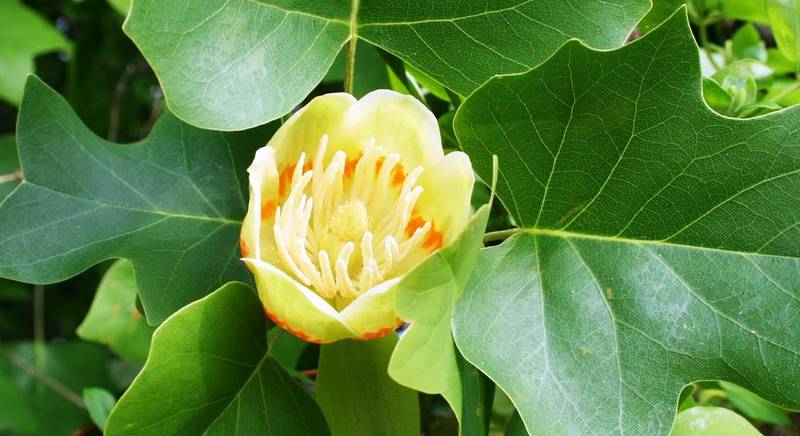 Тюльпанове дерево (Ліріодендрон) - історико-культурна цінність