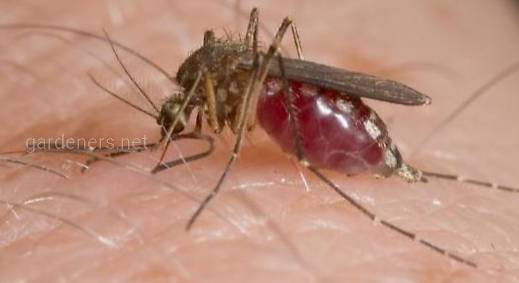 Лихорадка Тягиня - распространённое трансмиссивное заболевание, которое переносят комары рода Aedеs