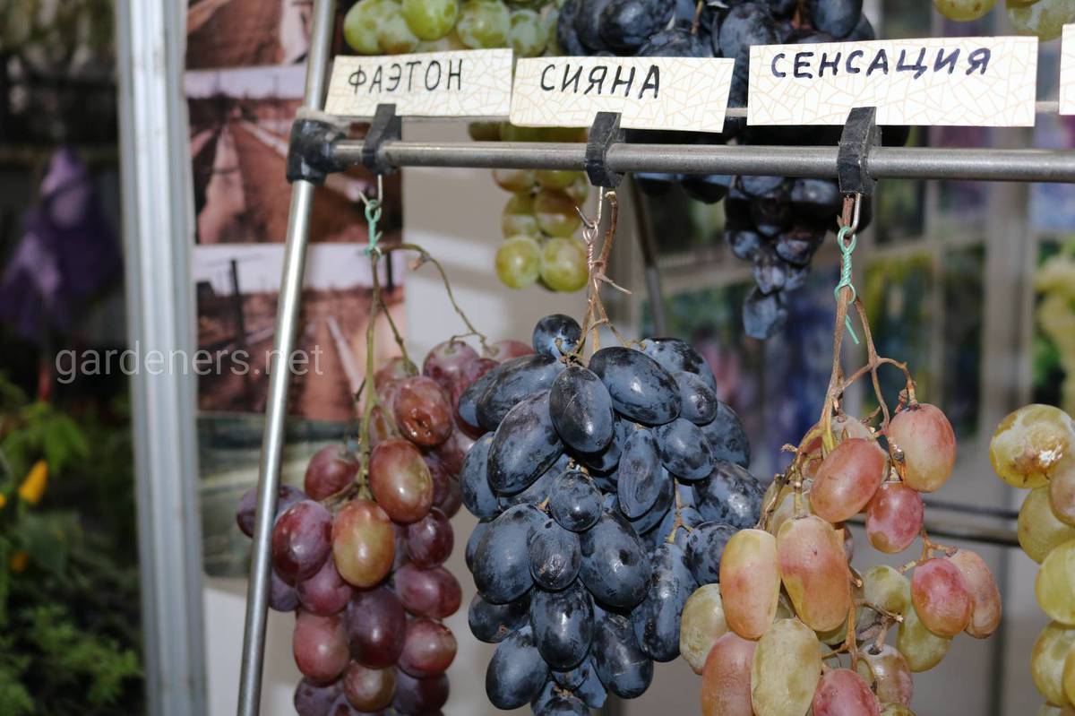 виноград фаэтон, сияна, сенсация