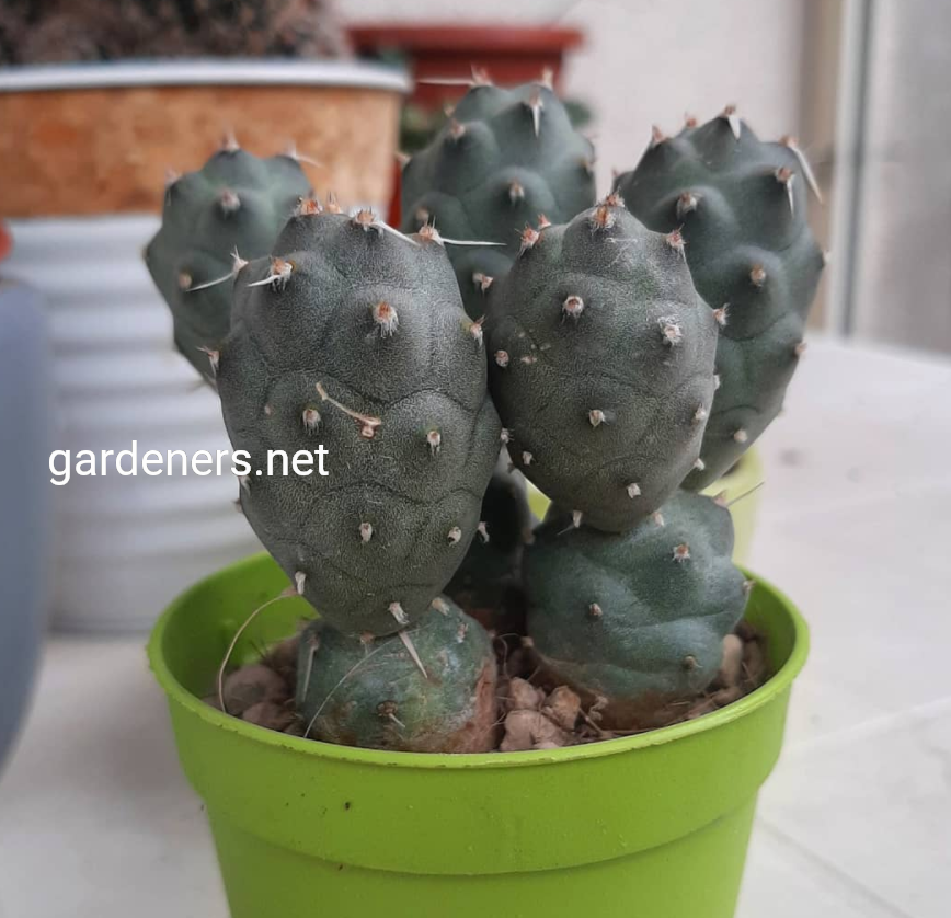 Tephrocactus articulatus inermis