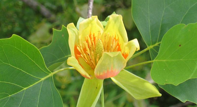 Тюльпанове дерево, або Ліран: опис і види