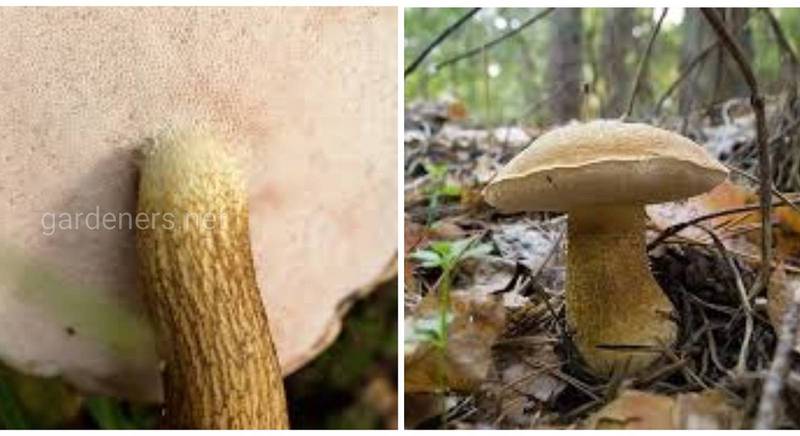 Отруйний двійник білого гриба - жовчний гриб - гіркий на смак, токсичний для організму
