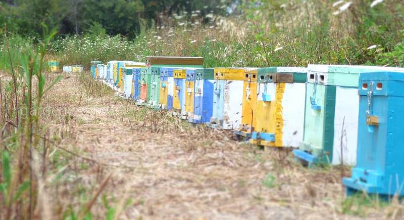 Технологічні етапи літнього догляду за бджолами