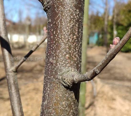 Подготовка к зиме: обработка плодовых деревьев в фазе покоя
