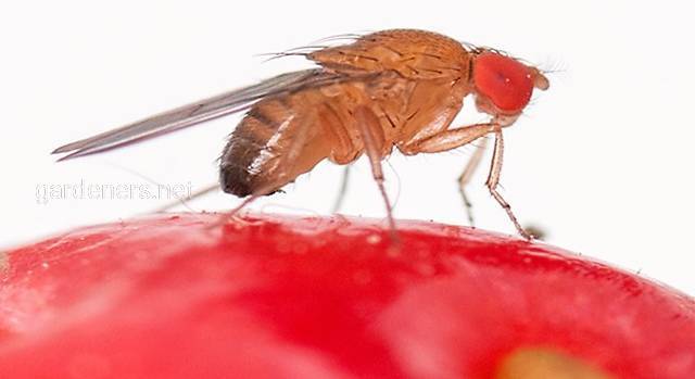 Як успішно боротися з азіатською плодовою мухою?