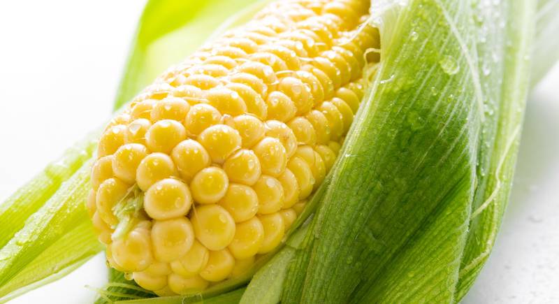 Какие сорта кукурузы вы должны вырастить в этом сезоне!