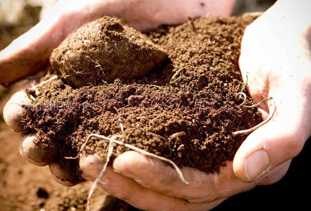 глинистая почва