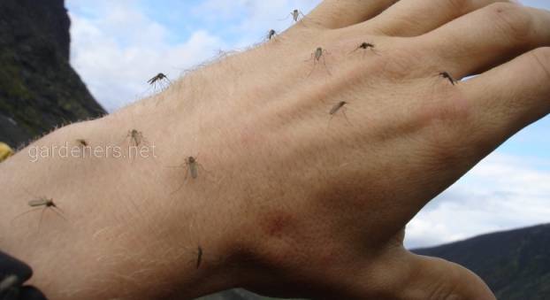 Карельська лихоманка - гостра природно-осередкова вірусна інфекція, яку переносять комарі
