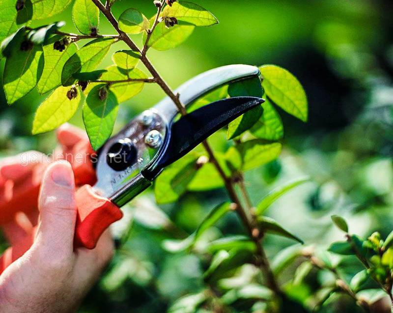 Як правильно проводити літню обрізку плодових дерев?