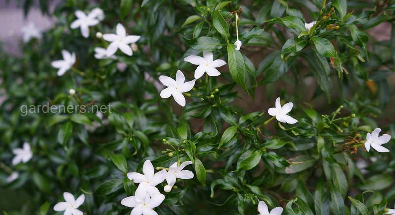 Гардения жасминовая (Gardenia jasminoides) высоко ценится как декоративное растение