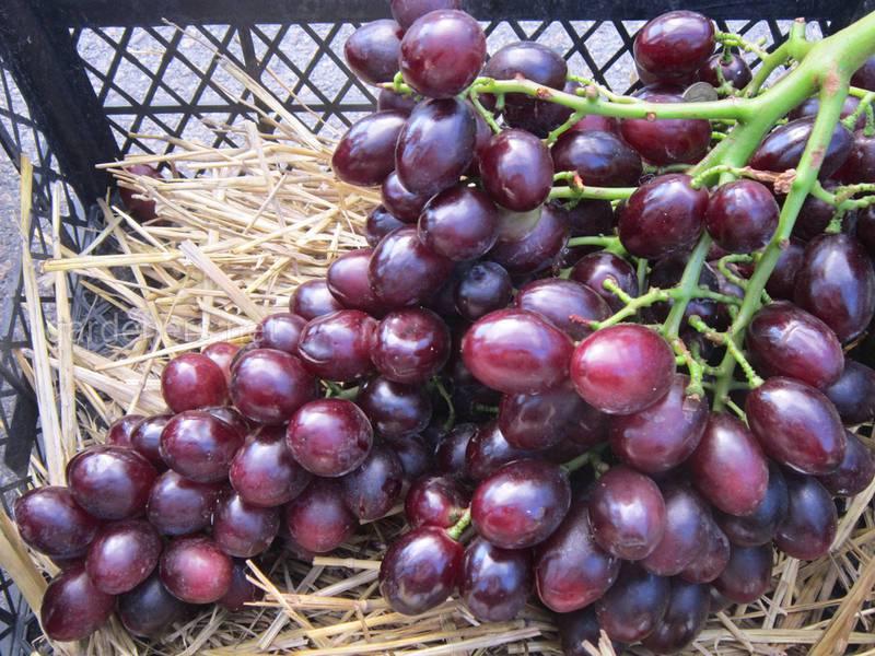 Класифікація столових сортів винограду!