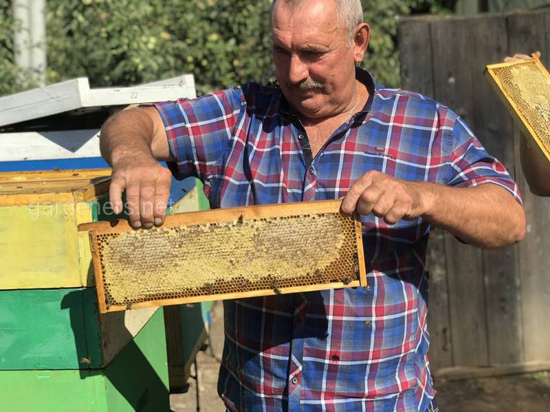 Коли необхідно проводити обробку бджіл від варроа?