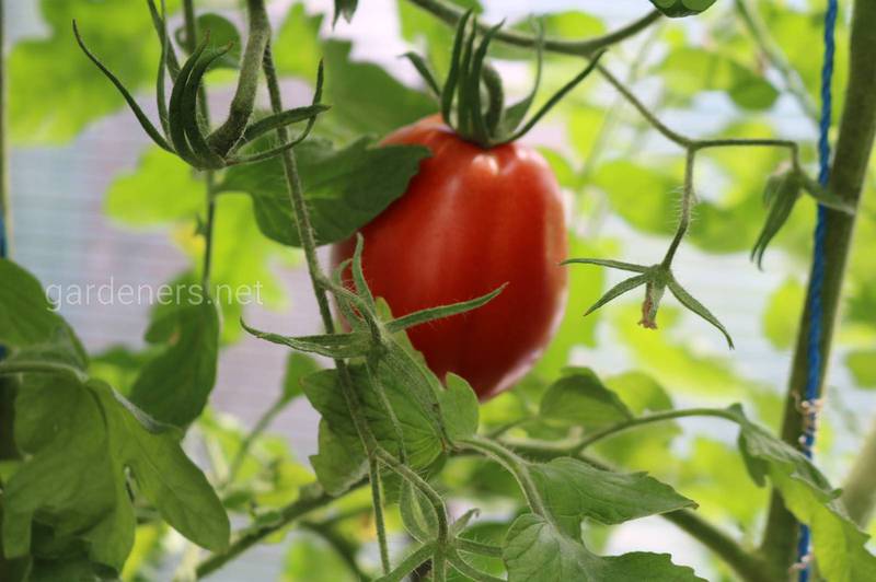 Как предотвратить растрескивание томатов?