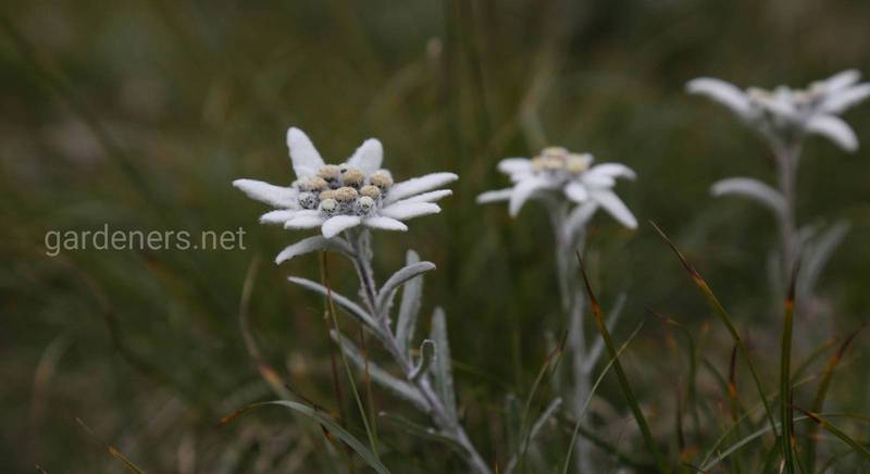 Едельвейс – гірська квітка у вашому саду. Посадка та догляд