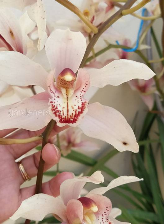 Орхідея Цимбідіум