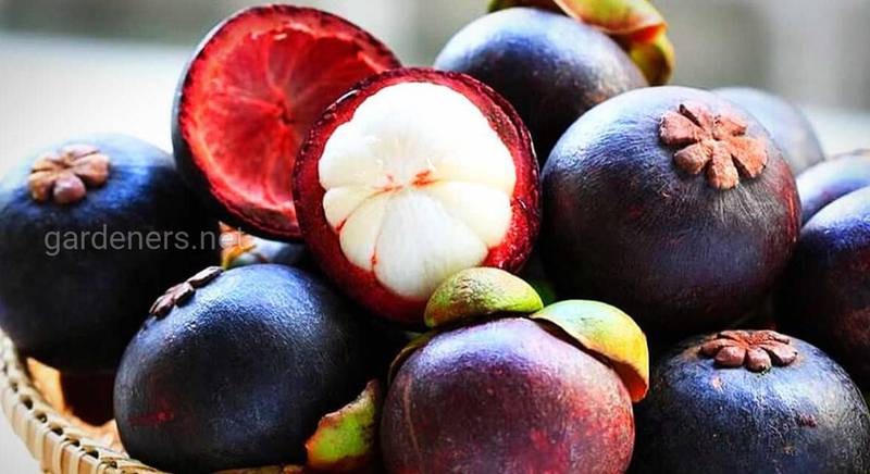 Описание фрукта Мангустин 