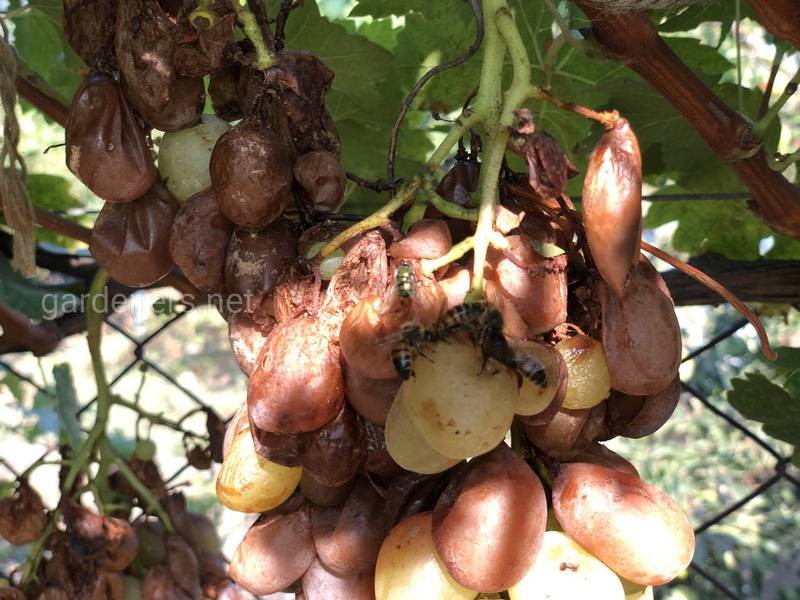 Как защитить виноградник от ос? Совет и личный опыт  виноградаря с 50-летним опытом агронома Кетроя А.А.