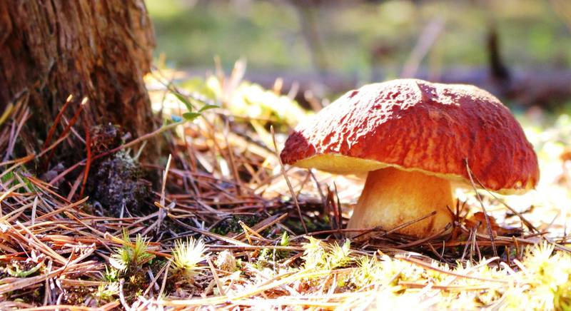 Как вырастить белые грибы на своем участке?