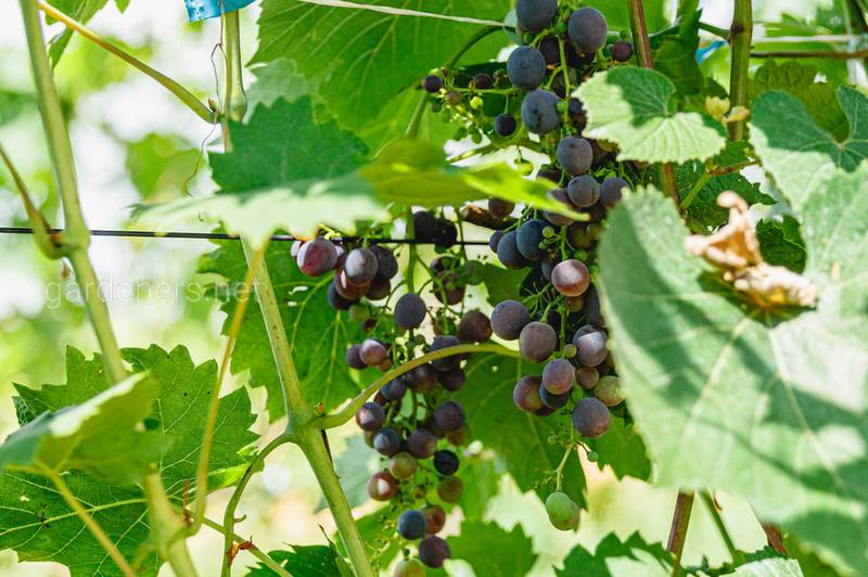 Як і чим підживити виноград після збору врожаю