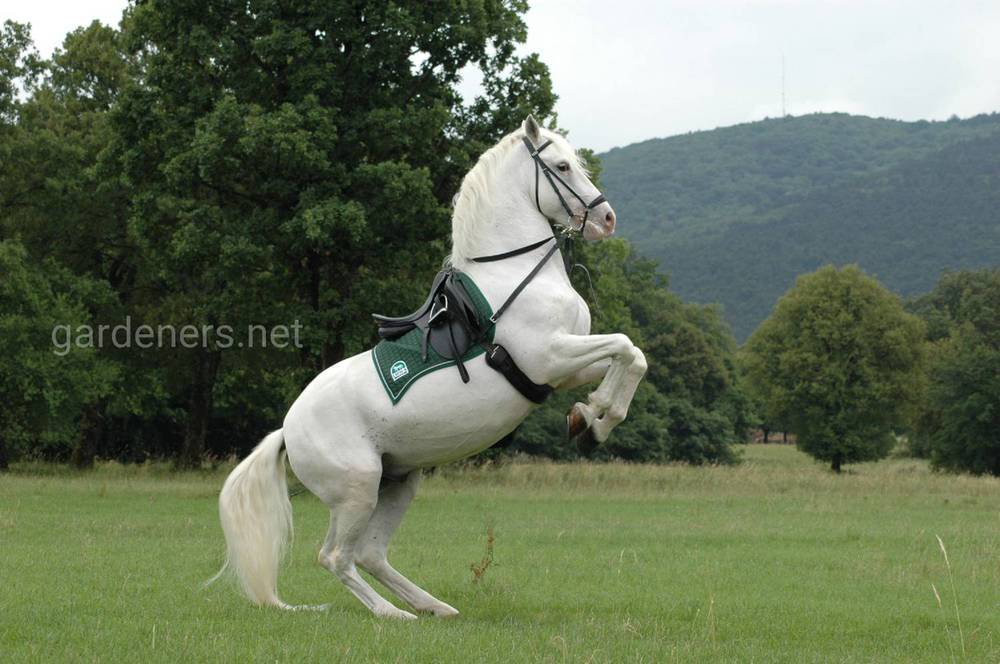 Липпицианская лошадь