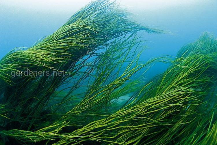 Морские водоросли комбу фото