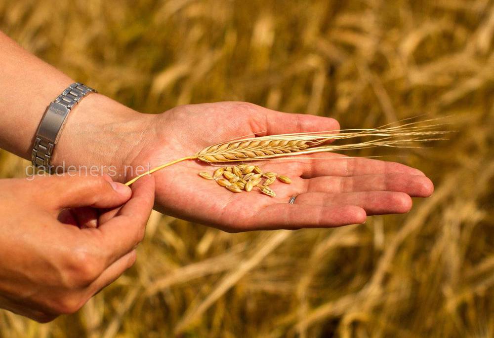 Колосок и зерна пшеницы на руке