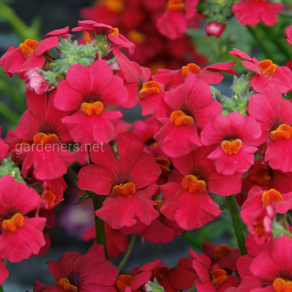 Nemesia Sunsatia «Raspberry»