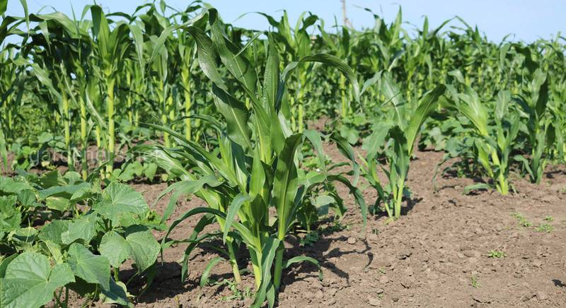 Кукурудзяний силос як порятунок від сухого сезону?