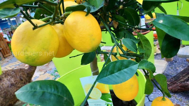 Які умови необхідні для вдалого вирощування лимону?