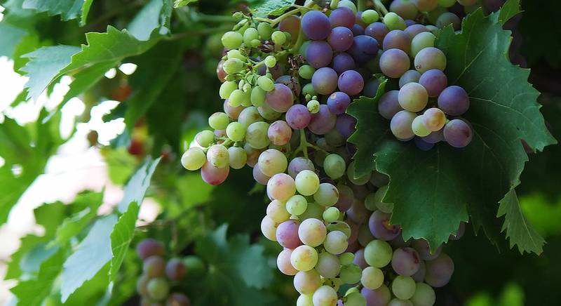 ТОП-4 народных способа опрыскивания винограда от мучнистой росы